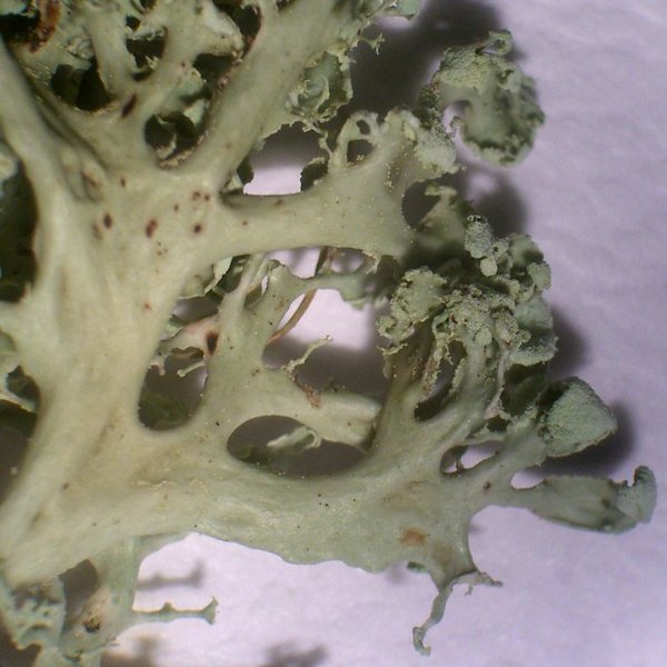 Ramalina pollinaria