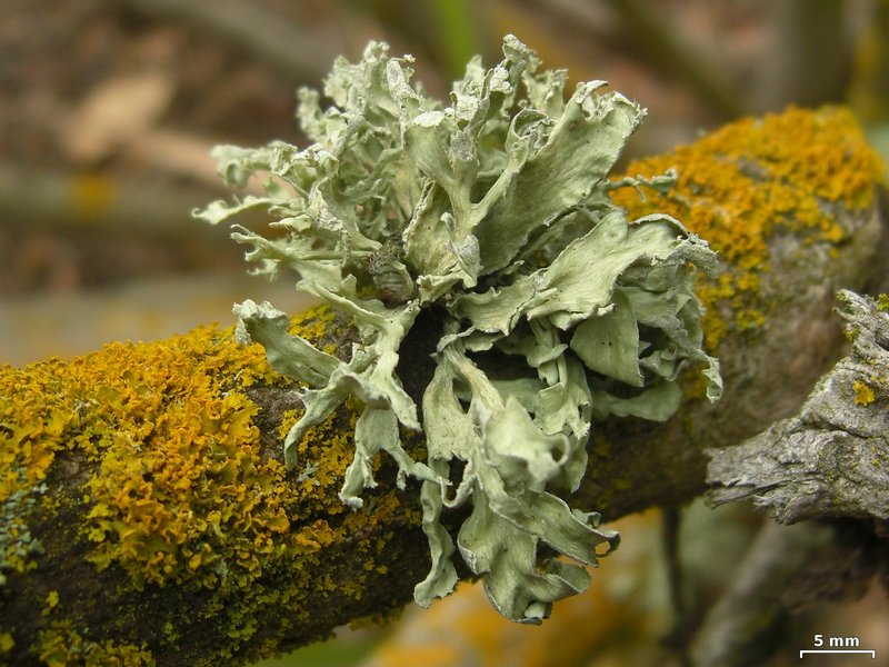 Ramalina pollinaria
