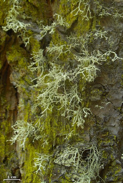 Ramalina pollinaria