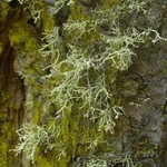 Ramalina pollinaria