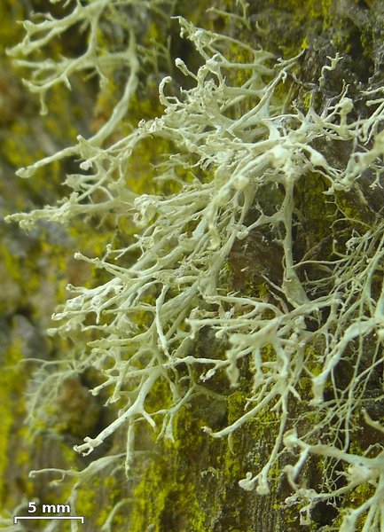 Ramalina pollinaria