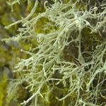 Ramalina pollinaria