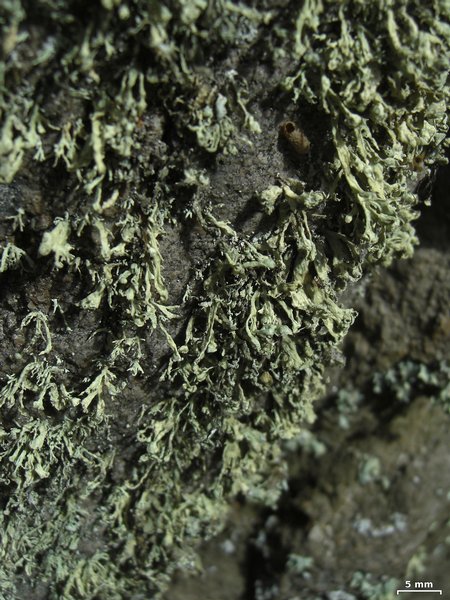 Ramalina pollinaria