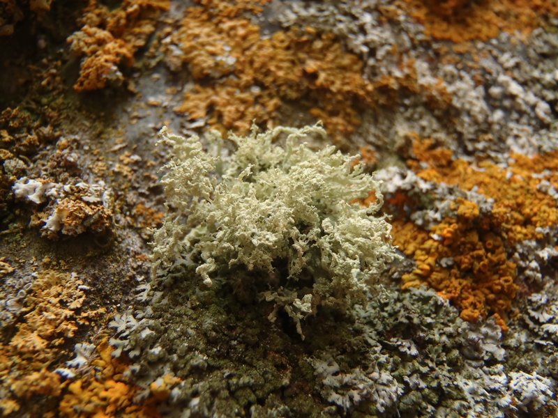Ramalina pollinaria
