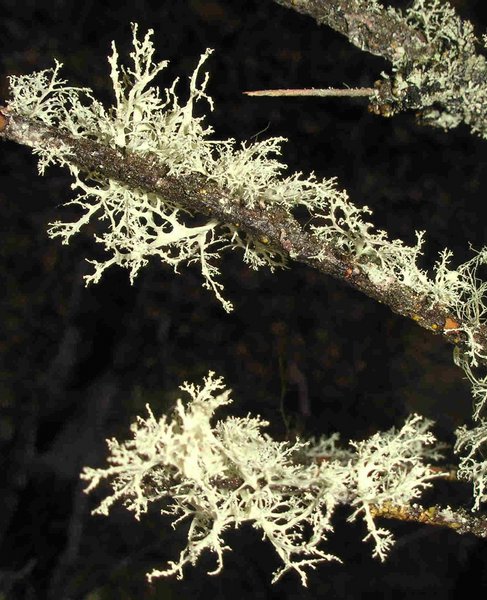 Ramalina roesleri