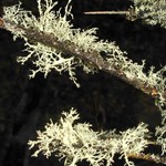 Ramalina roesleri