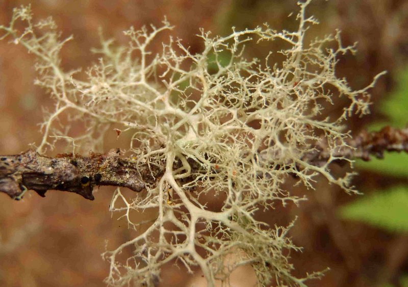 Ramalina roesleri