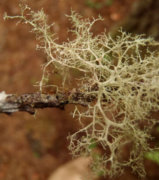 Ramalina roesleri