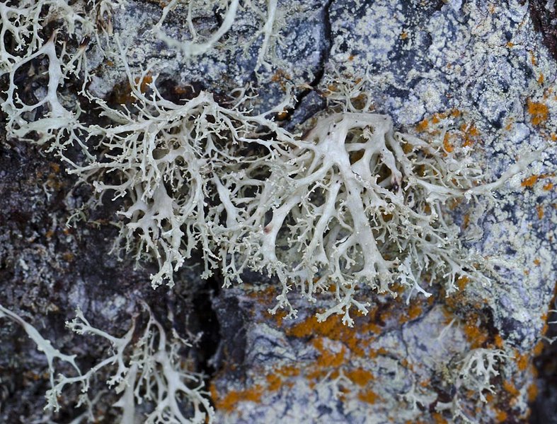 Ramalina roesleri
