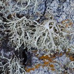 Ramalina roesleri