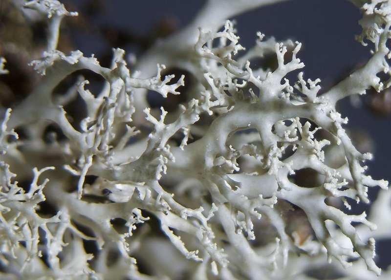 Ramalina roesleri