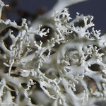 Ramalina roesleri