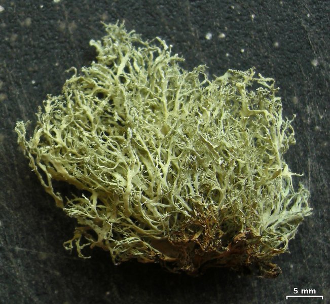 Ramalina roesleri