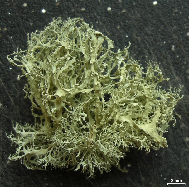 Ramalina roesleri