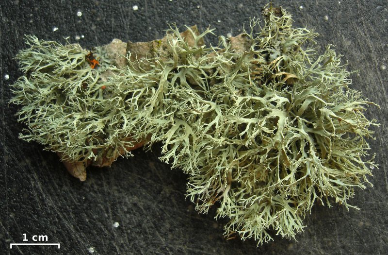 Ramalina roesleri