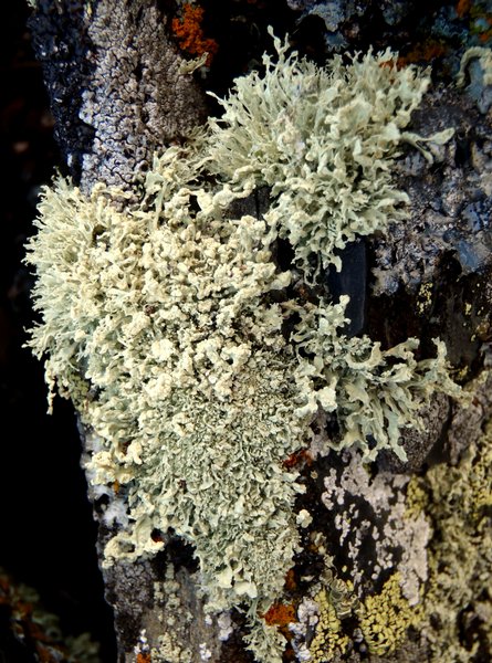 Ramalina scoparia