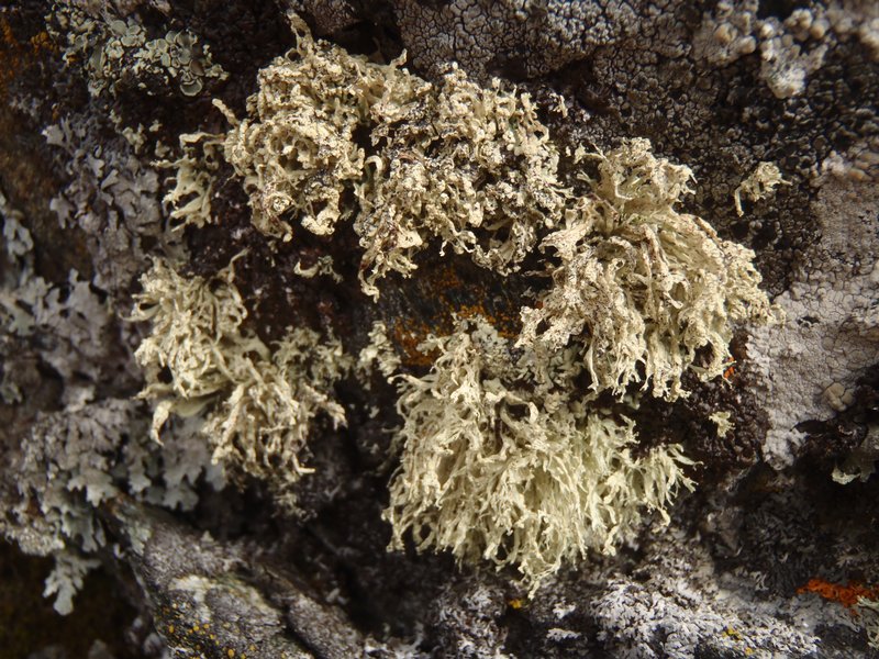 Ramalina scoparia