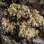 Ramalina scoparia