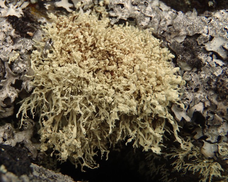 Ramalina scoparia