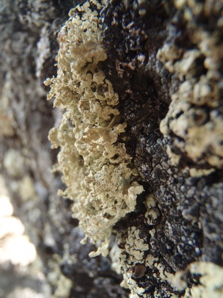 Ramalina scoparia