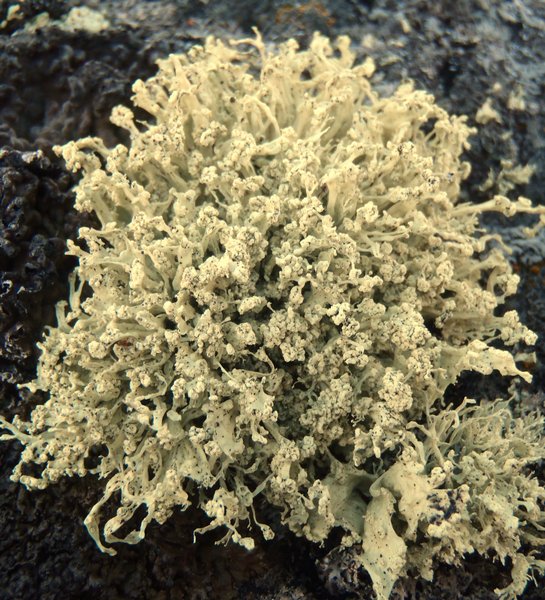 Ramalina scoparia