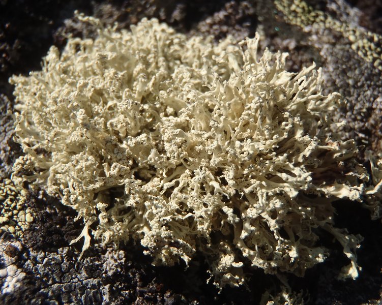 Ramalina scoparia