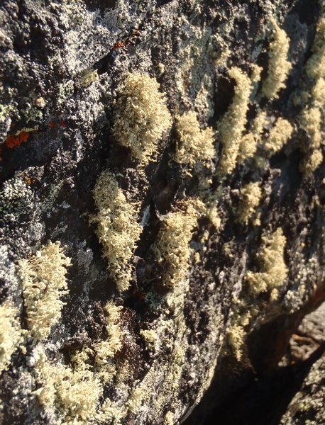 Ramalina scoparia