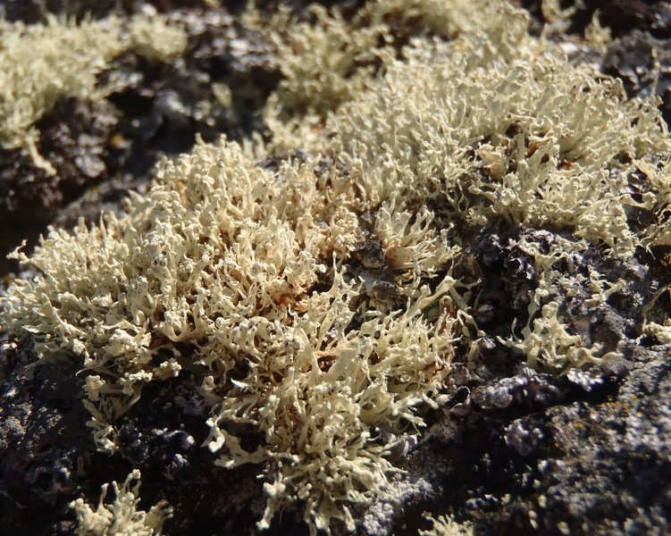 Ramalina scoparia