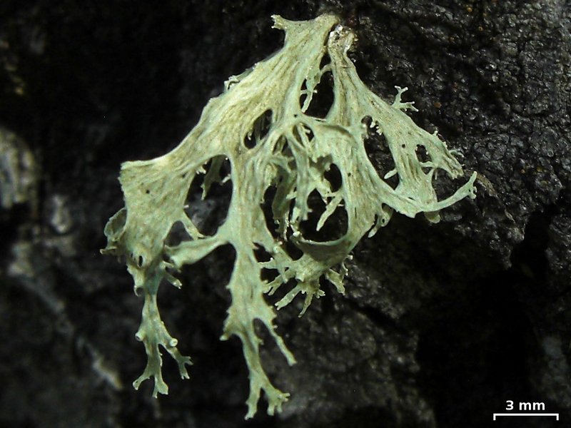 Ramalina sinensis