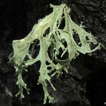 Ramalina sinensis