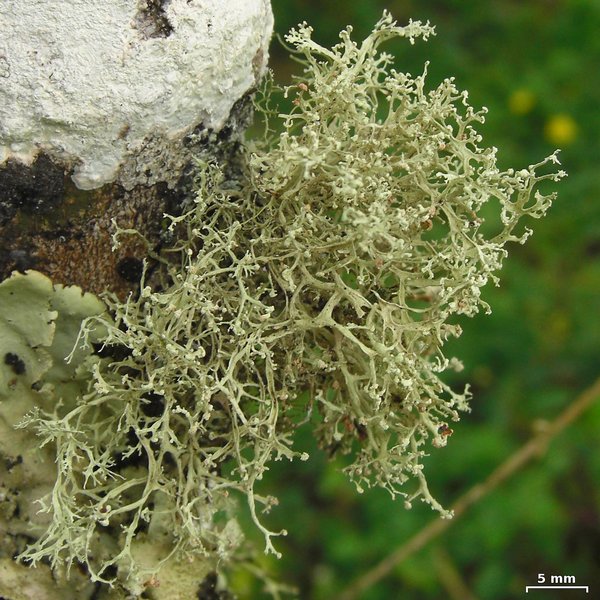 Ramalina sorediantha