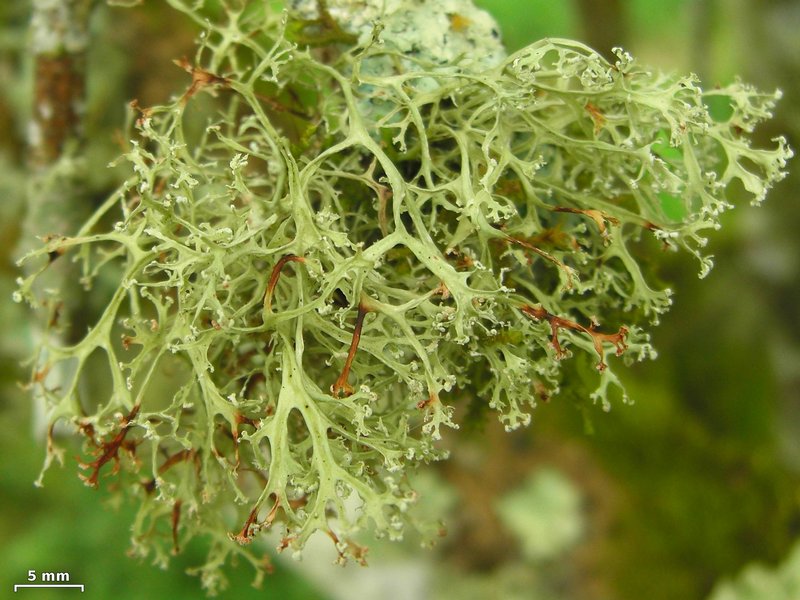 Ramalina sorediantha