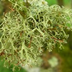 Ramalina sorediantha