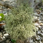 Ramalina stenospora