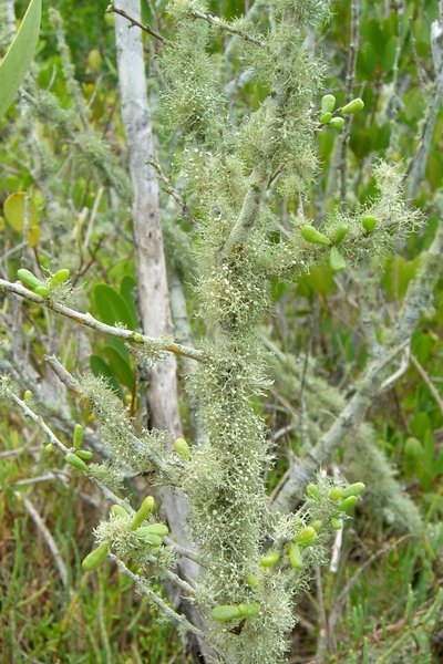 Ramalina stenospora