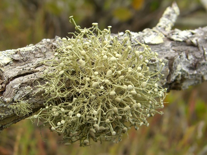 Ramalina stenospora