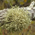 Ramalina stenospora