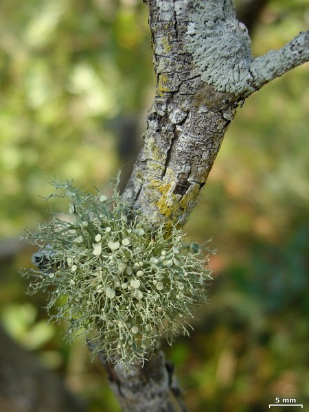 Ramalina stenospora