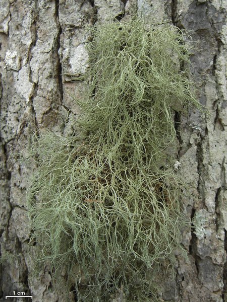 Ramalina stenospora