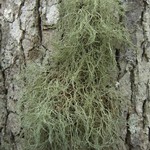 Ramalina stenospora