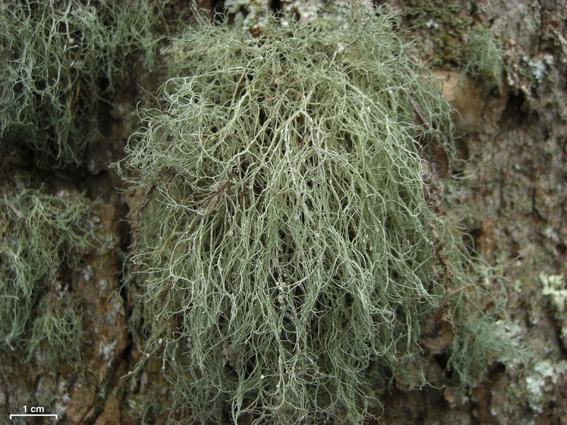 Ramalina stenospora