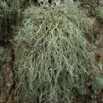 Ramalina stenospora