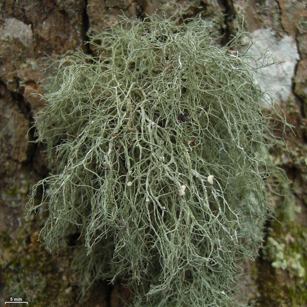 Ramalina stenospora