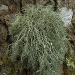 Ramalina stenospora