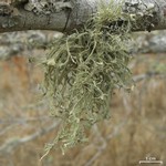 Ramalina stenospora