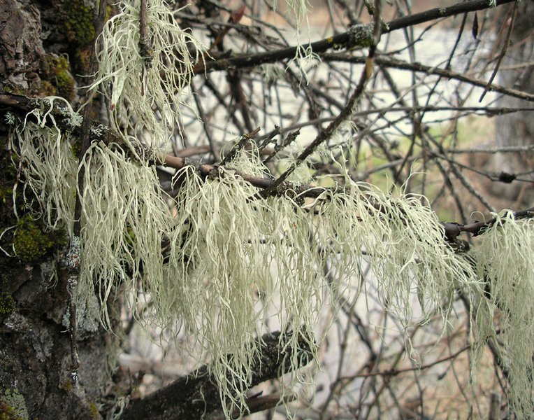 Ramalina subleptocarpha