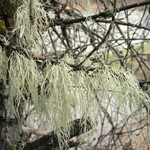 Ramalina subleptocarpha