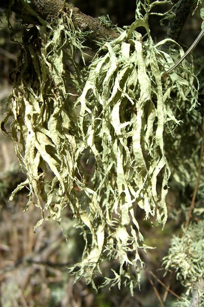 Ramalina subleptocarpha