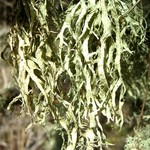 Ramalina subleptocarpha