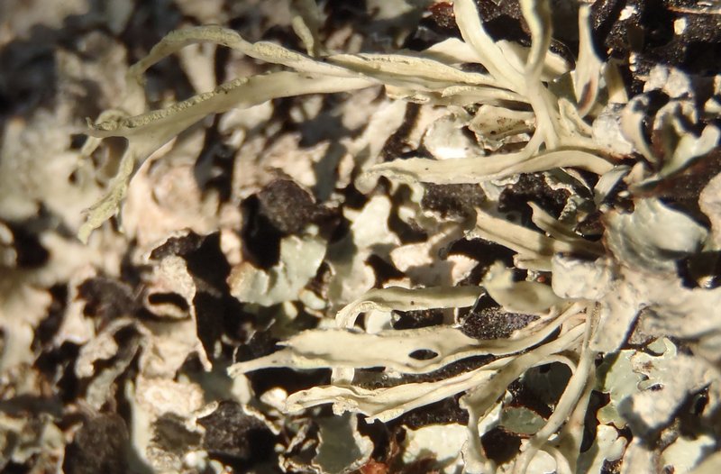 Ramalina subleptocarpha